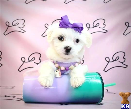 PuppyHeavenLV Picture 2